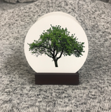 Tree Coasters Round with Cork Bottom (Set of 4)